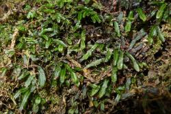 Hymenophyllum armstrongii. Plants growing epiphytically amongst bryophytes, with prominent dark brown costae.  
 Image: L.R. Perrie © Leon Perrie 2011 CC BY-NC 3.0 NZ